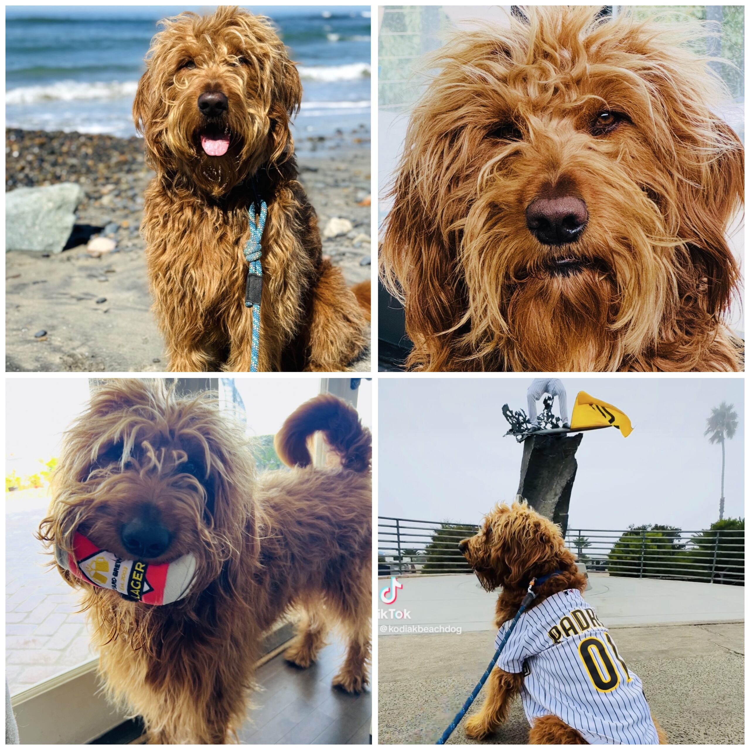 Kodiak collage